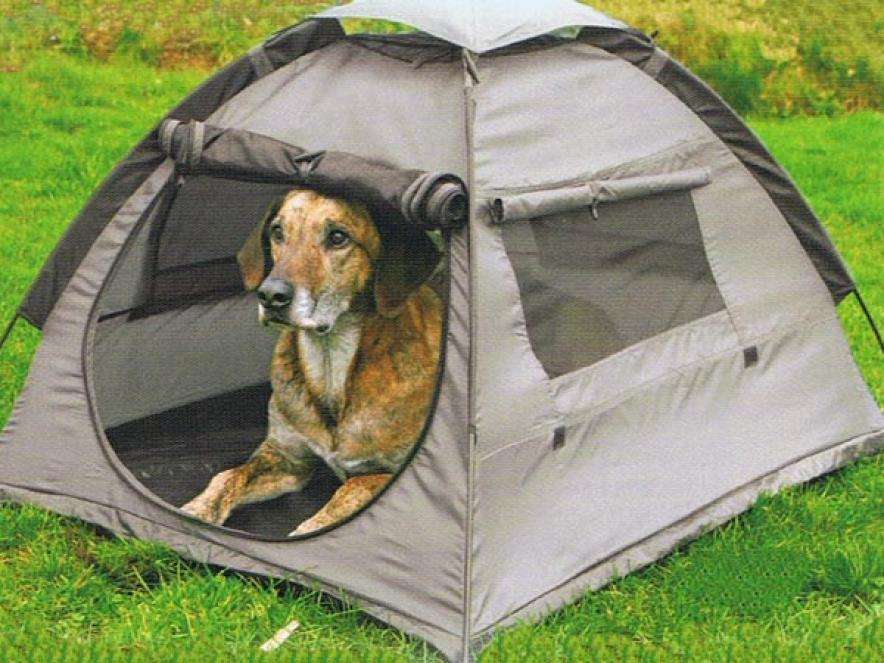 Camping with Your Dog in Northern California