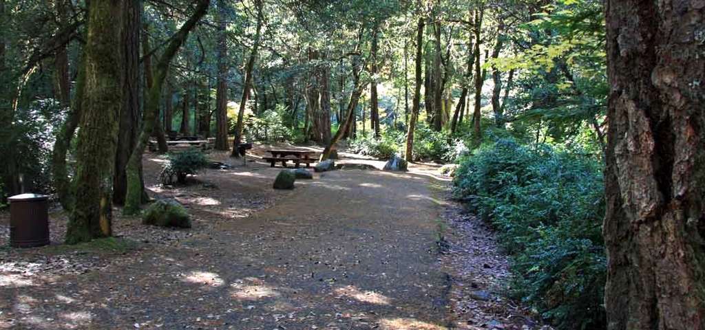 Grayback Campground, Cave Junction