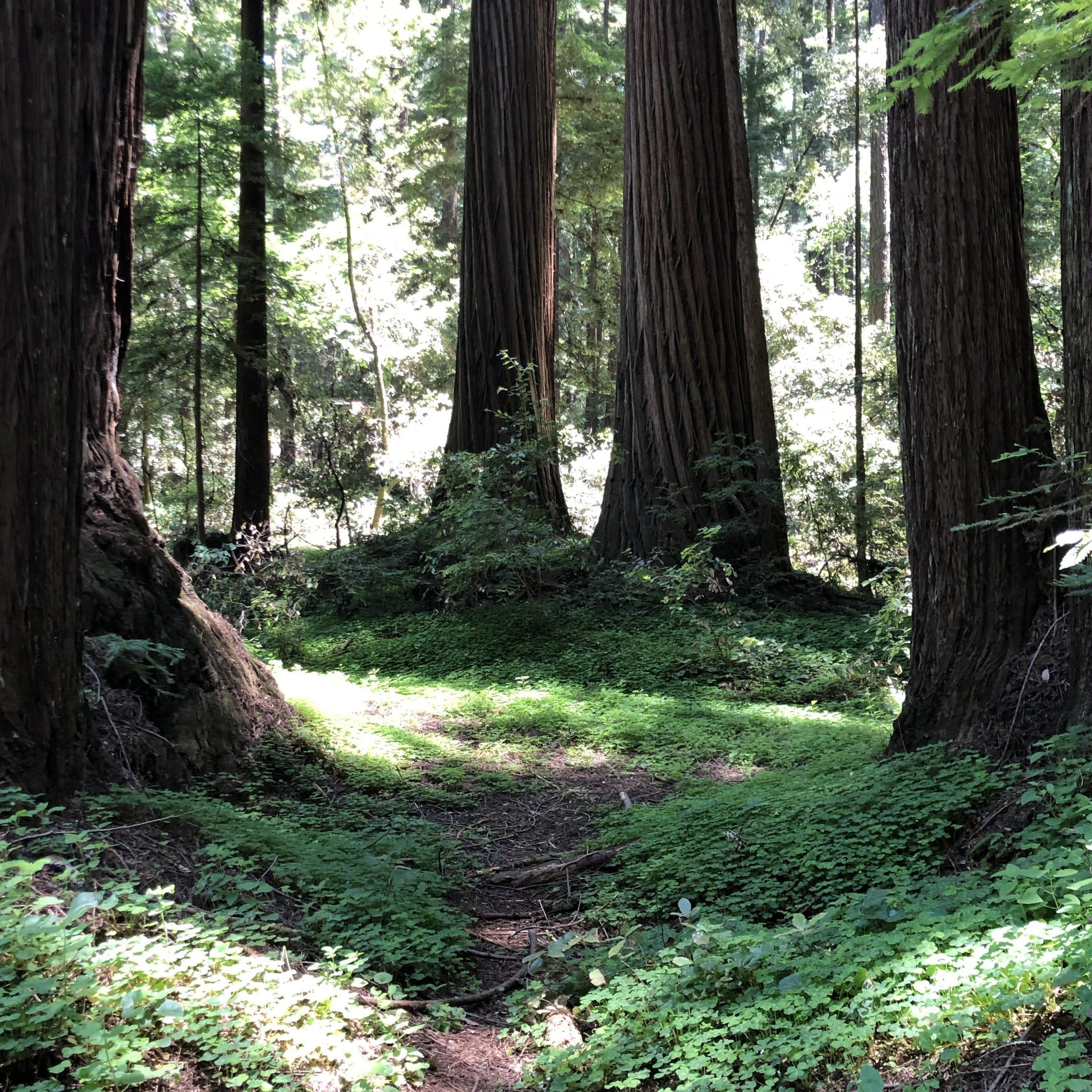 Henry Cowell Redwoods State Park, CA