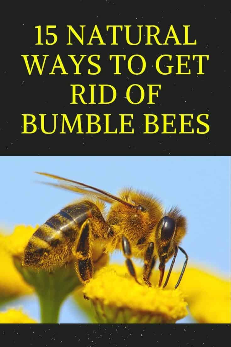 How To Get Rid Of Bees On Your Deck : How To Get Rid Of ...