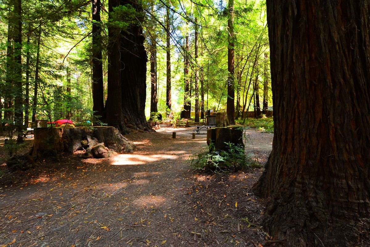 Humboldt Redwoods State Park Campsite_Burlington