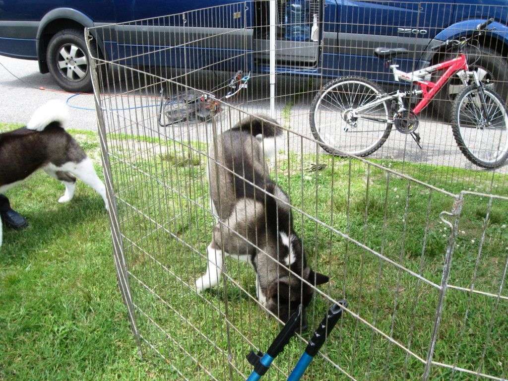Latest Trend Invisible Dog Fence