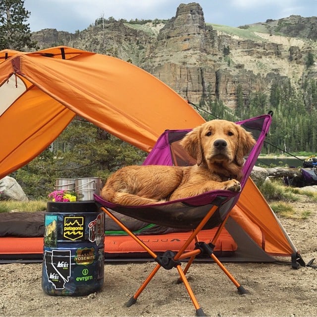Photos of Dogs Camping