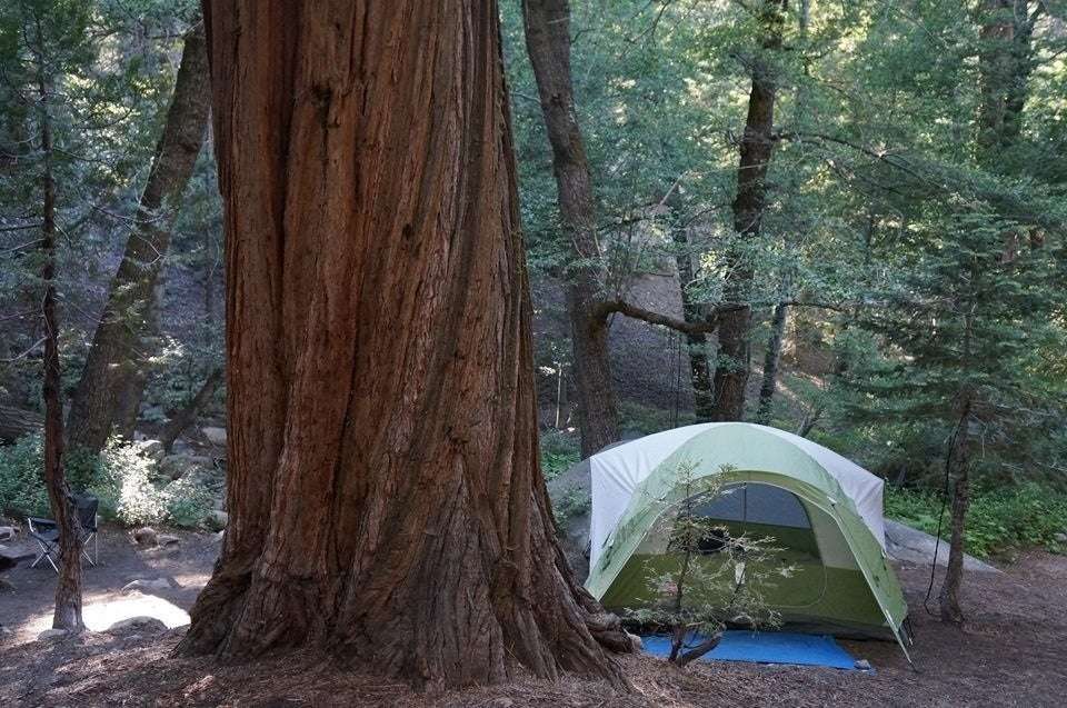 Sequoias in Los Angeles