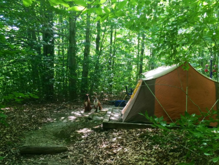 Spruce Knob: The Amazing West Virginia Campground That
