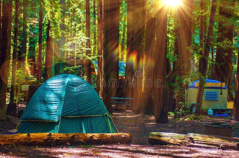 Tent Camping in Redwoods stock photo. Image of tree, trees ...
