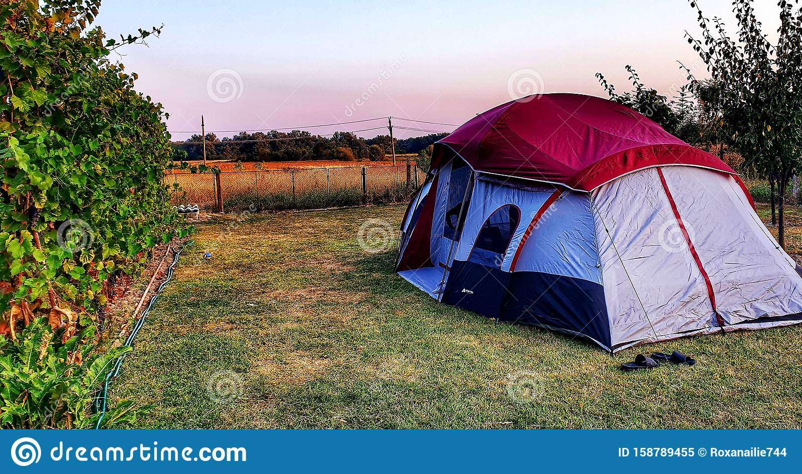 Tent in my backyard stock image. Image of rural, camping ...